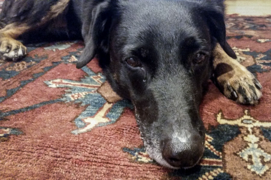 Parker on his 9th Gotcha day, 2015